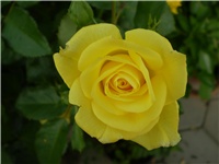 70d8374b-Picture 3227.jpg